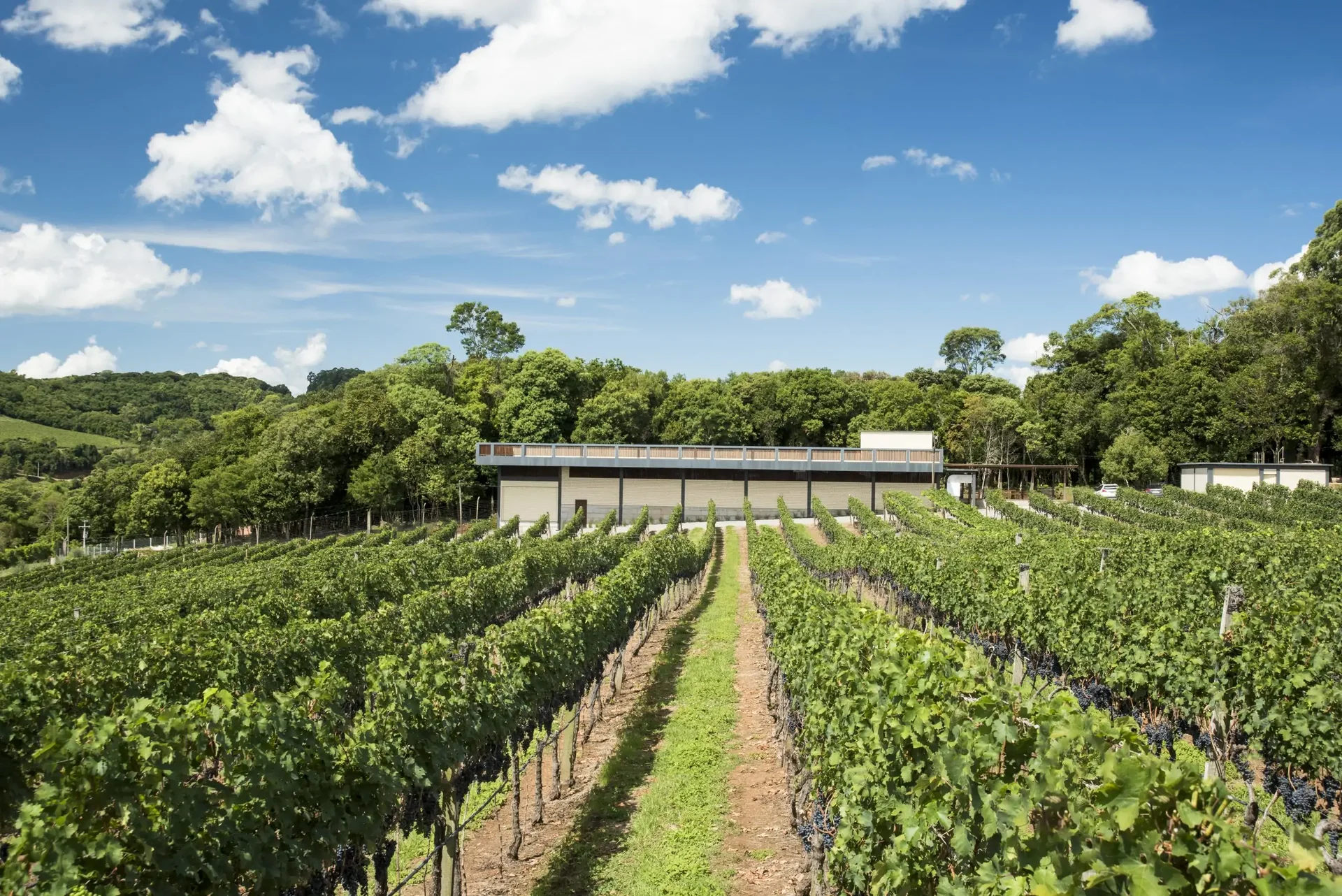 Foto de Caetano Vicentino Vinhas & Vinhos