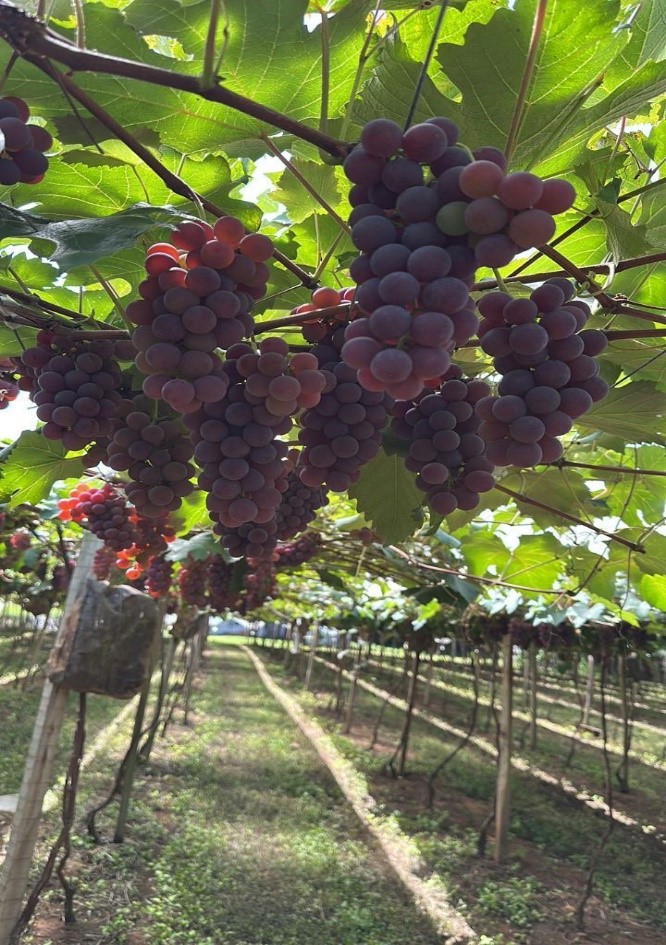 Foto de CARNIEL UVAS E EXPERIÊNCIAS – UM HORIZONTE DE SABORES