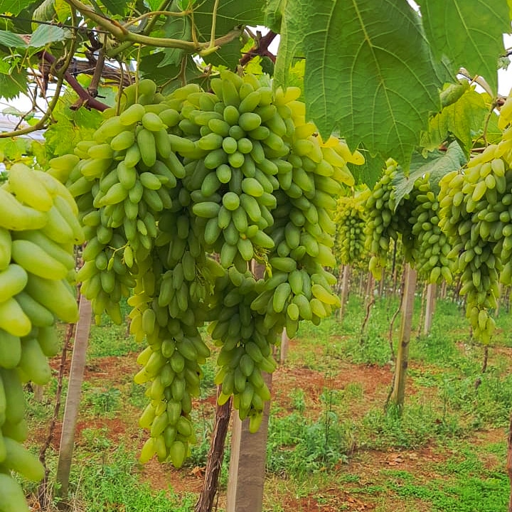 Foto de Cantina Manfroi