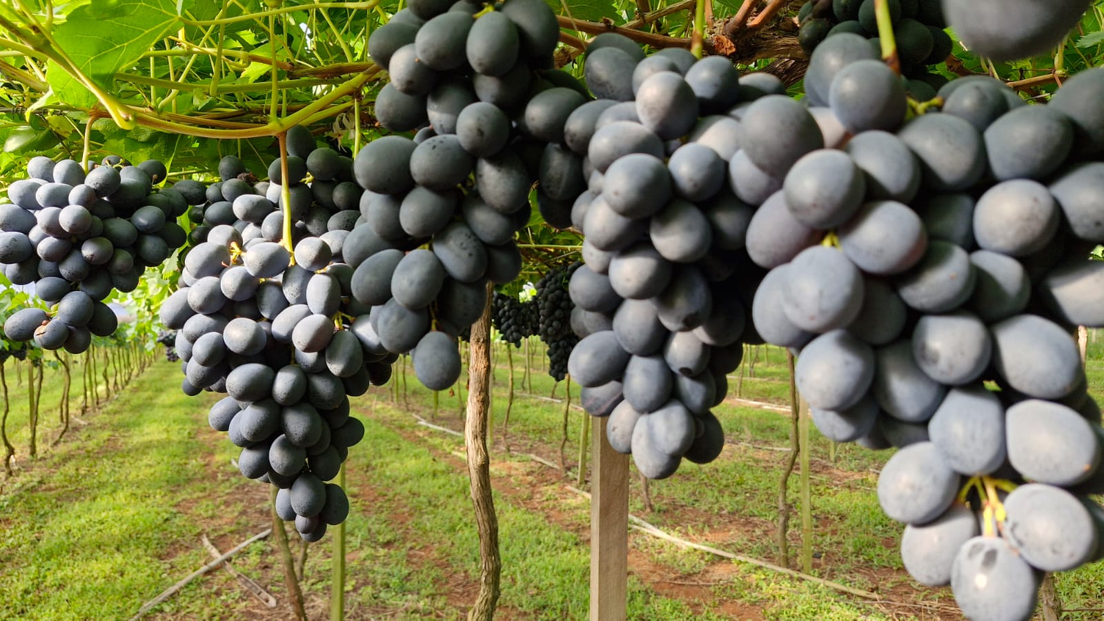 FRUTAS IRMÃOS DE CARLI