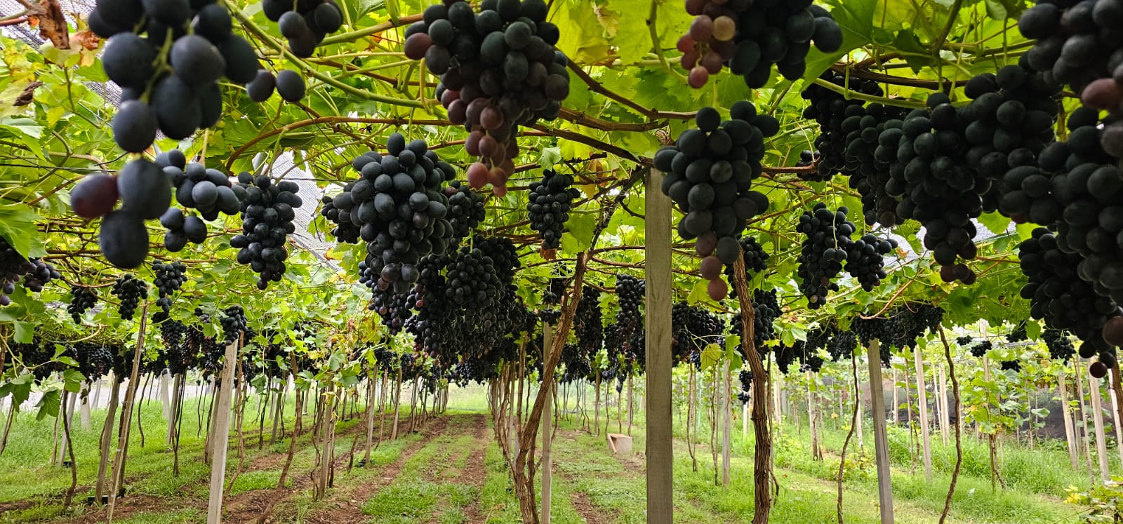 Foto de UVAS DE MESA FAMILIA DELANI
