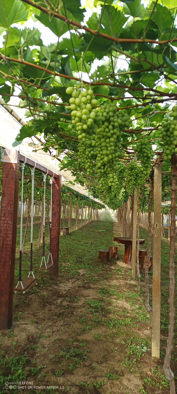 Foto de UVAS DE MESA SLS