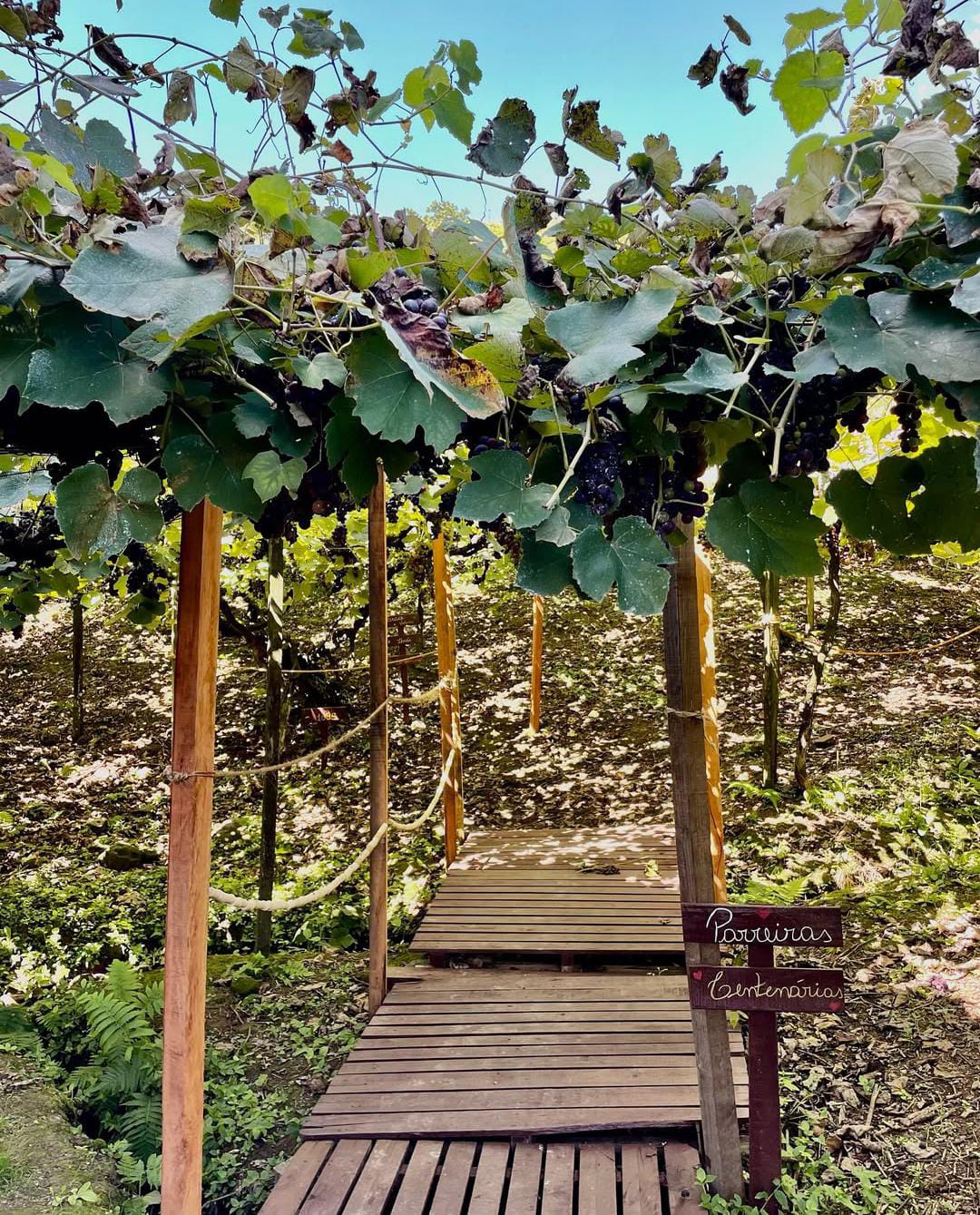 Foto de Adega Vinhos Silvestri