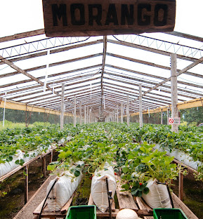 Foto de CAMINHO'S DO MORANGO